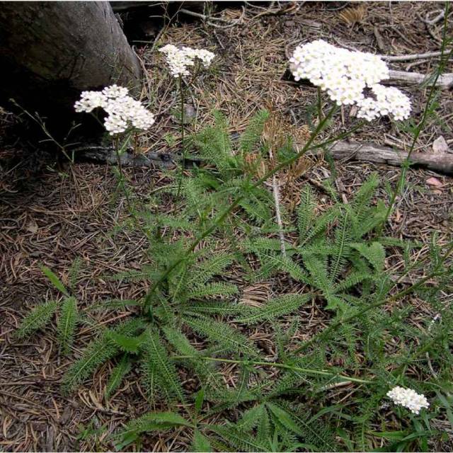 عکسهای بومادران Achillea millefolium Yarrow Asteraceae 4